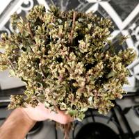 1O Mazzi Origano Selvatico D'Aspromonte Essiccato