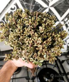 1O Mazzi Origano Selvatico D'Aspromonte Essiccato