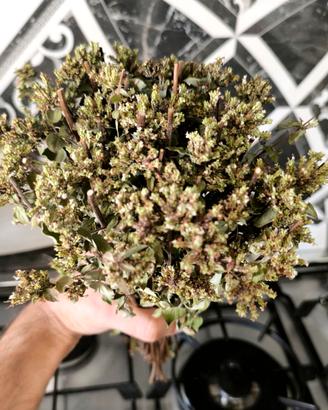 1O Mazzi Origano Selvatico D'Aspromonte Essiccato