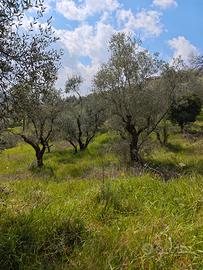 Raccolta olive