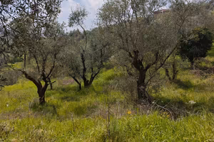 Raccolta olive