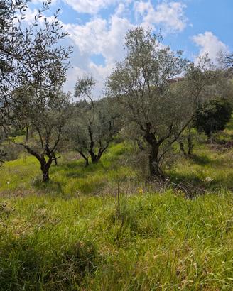 Raccolta olive