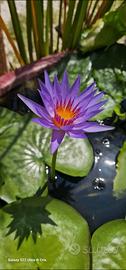 Bulbi germogliati di ninfea tropicale viola