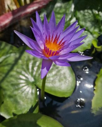 Bulbi germogliati di ninfea tropicale viola