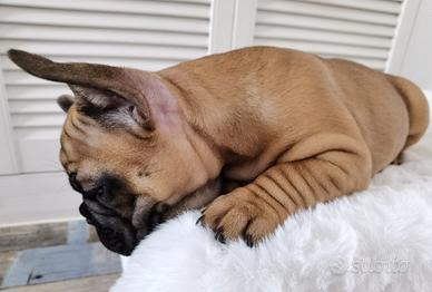 Cuccioli bulldog francesi rossi M e F