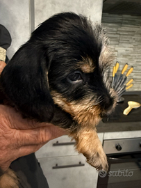 Bassotti a pelo duro