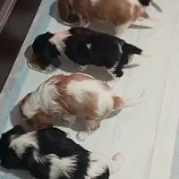 Cuccioli di Cavalier King