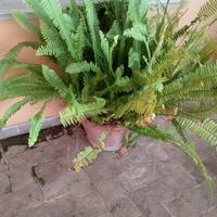 GRANDE Felce Nephrolepis Cordifolia