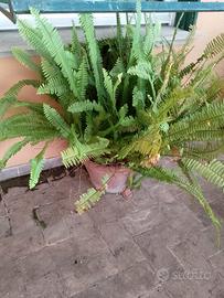 Pianta di Felce Nephrolepis Cordifolia