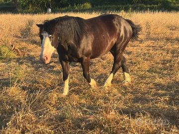 Cavalla paint gravida di 7 mesi brava a sella