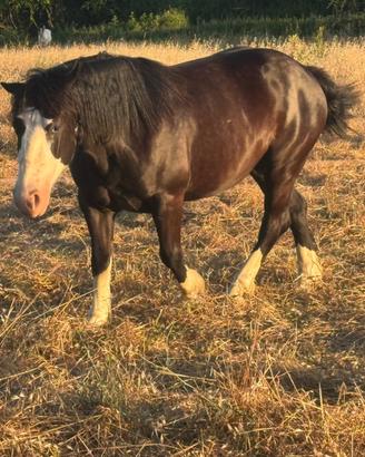 Cavalla paint gravida di 7 mesi brava a sella