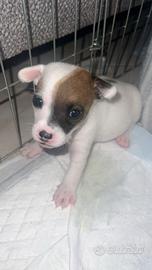 Due cuccioli maschi Jack Russel
