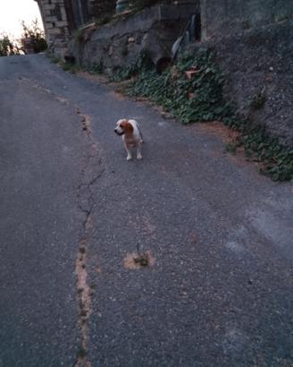 Beagle