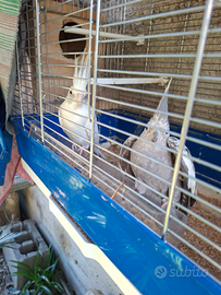 Coppia di caloppisiti riproduttivi