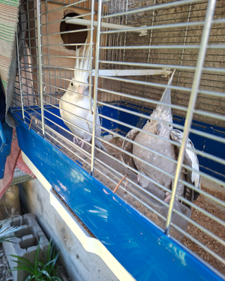 Coppia di caloppisiti riproduttivi