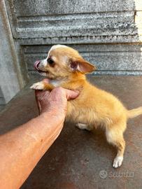 Chihuahua