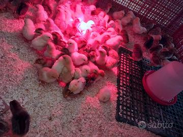 Pulcinotti razze venete