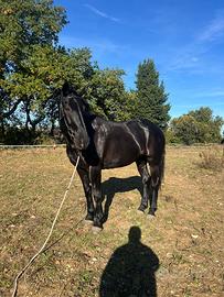 Cavallo
