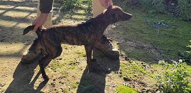 Segugia maremmano femmina