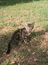 Gattini