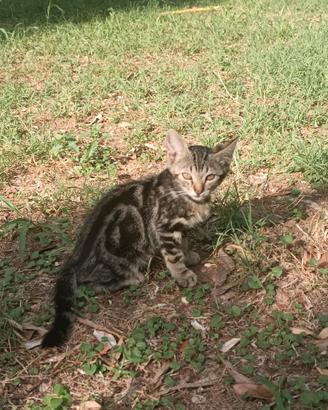 Gattini