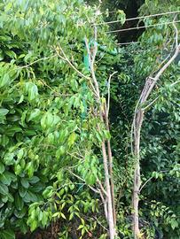 Ficus benjamin e gelsomino