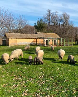 Montoni Hampshire