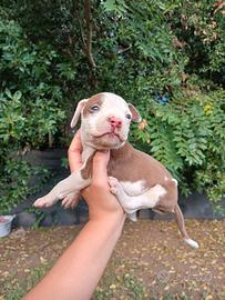 CUCCIOLI PITBULL RED NOSE