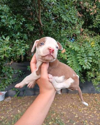 CUCCIOLI PITBULL RED NOSE