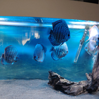 A tutti gli effetti riproduttivi discus