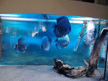 A tutti gli effetti riproduttivi discus