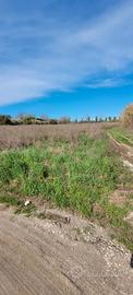 Terreno agricolo