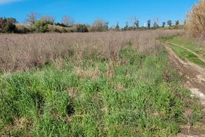 Terreno agricolo