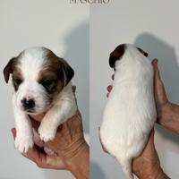 Cuccioli Jack Russell