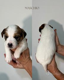 Cuccioli Jack Russell