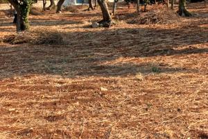 Terreno agricolo