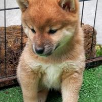 Fujiko cucciola shiba inu pedigree