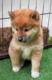 Fujiko cucciola shiba inu pedigree