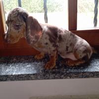 Bassotto arlecchino Kaninken