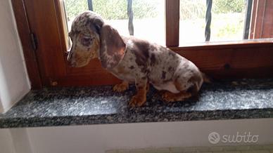 Bassotto arlecchino Kaninken