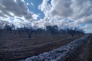 Terreno agricolo