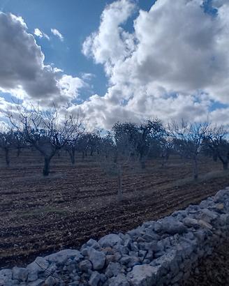 Terreno agricolo
