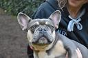 jerilyn-bouledogue-francese-3-anni