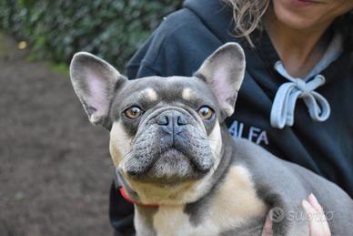 JERILYN bouledogue francese 3 anni