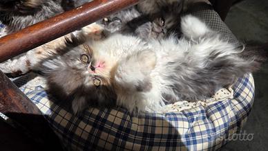 Cuccioli persiani ipertipici maschi