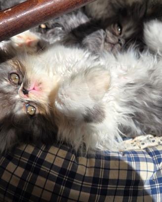 Cuccioli persiani ipertipici maschi