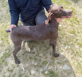 Cuccioloni bracco francese/tedesco