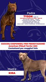 Cucciolata American Pitbull Terrier UKC