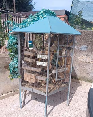 Voliera esagonale con calopisiti