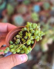 pianta grassa Senecio rowleyanus 